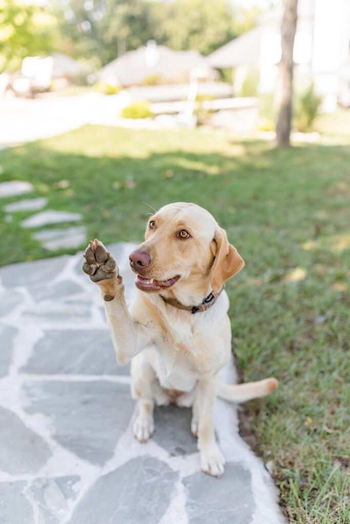 plan your summer content with pets