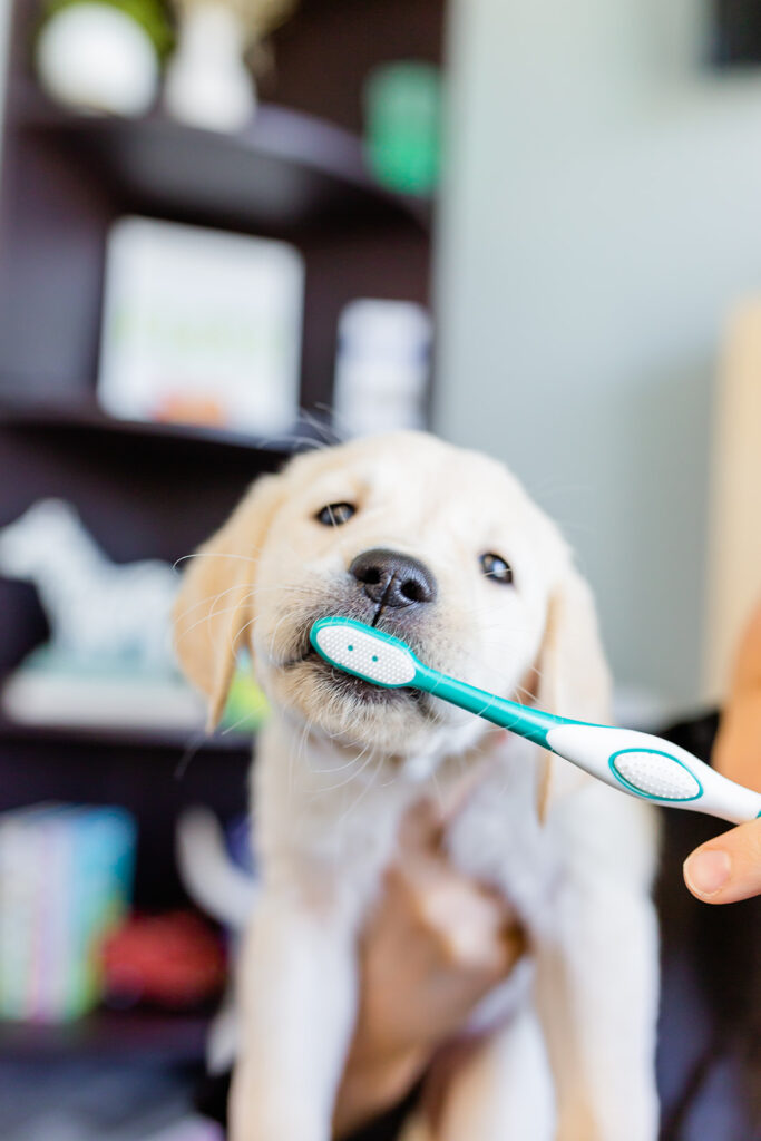puppy brushing teeth